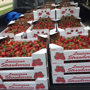Strawberry Day 2016