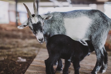 baby goat Donkey nurses from Mama Goat