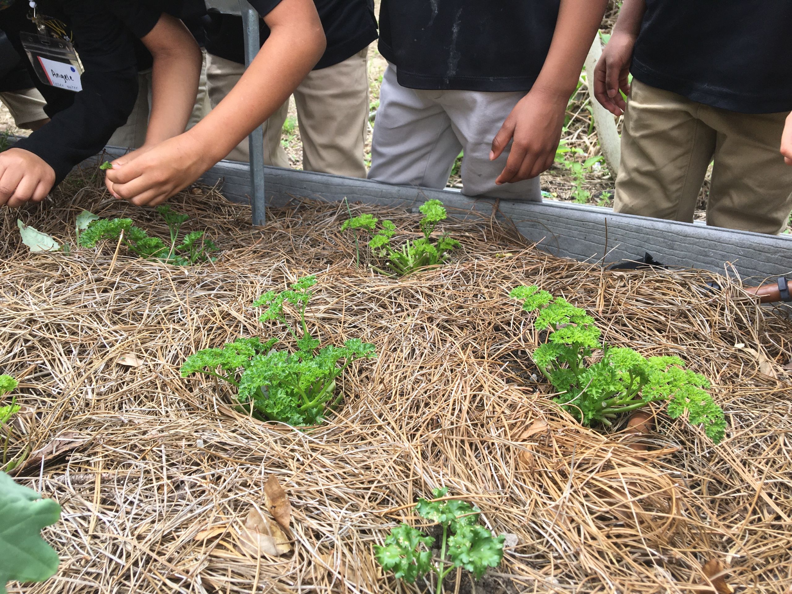 students harvesting parsley