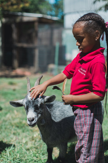 A student holding feathers pets Mama Goat's horns