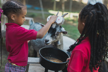 students brushing mama goats horns with a brush