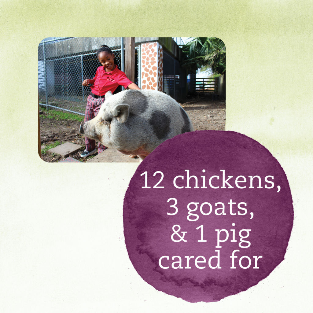 12 chickens, 3 goats, and 1 pig cared for