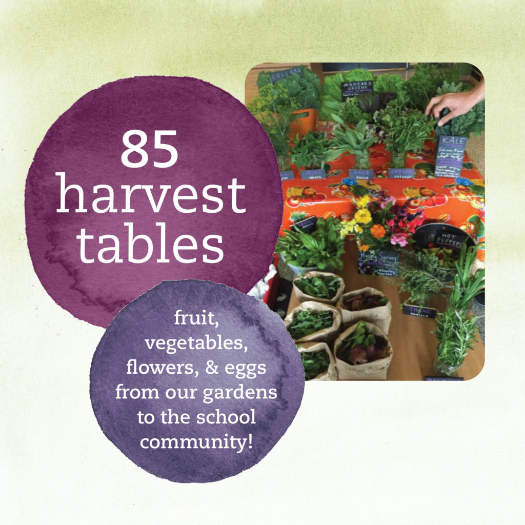 85 harvest tables. Fruit, vegetables, flowers, and eggs from our gardens to the school community!
