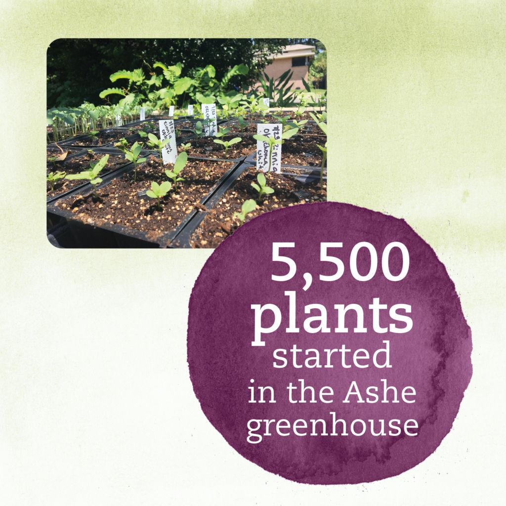 5500 plants started in the Ashe Greenhouse