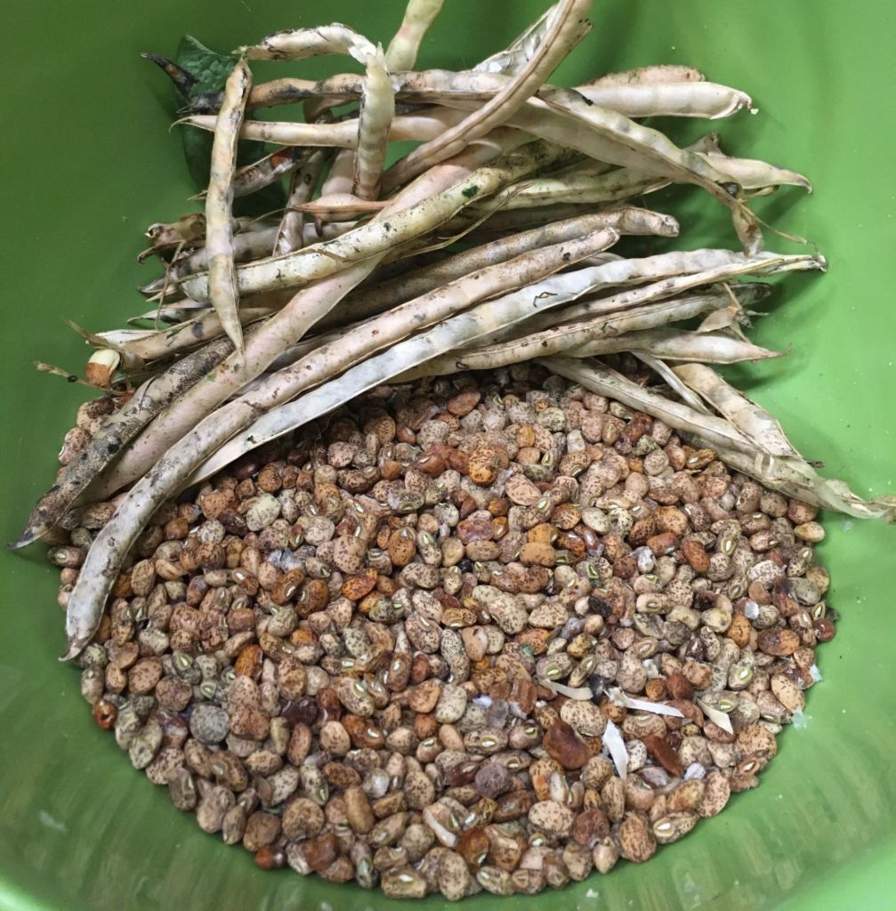 bowl of harvested cowpeas
